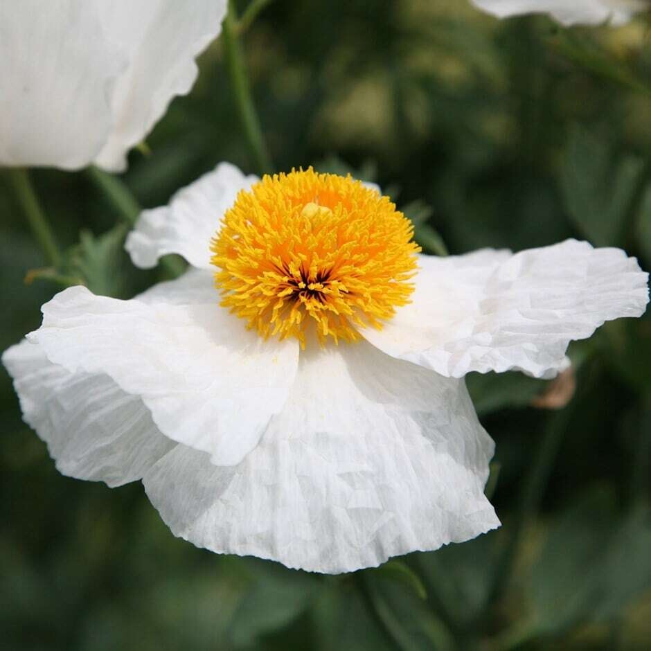 Romneya coulteri (Matilija Poppy) - 3g
