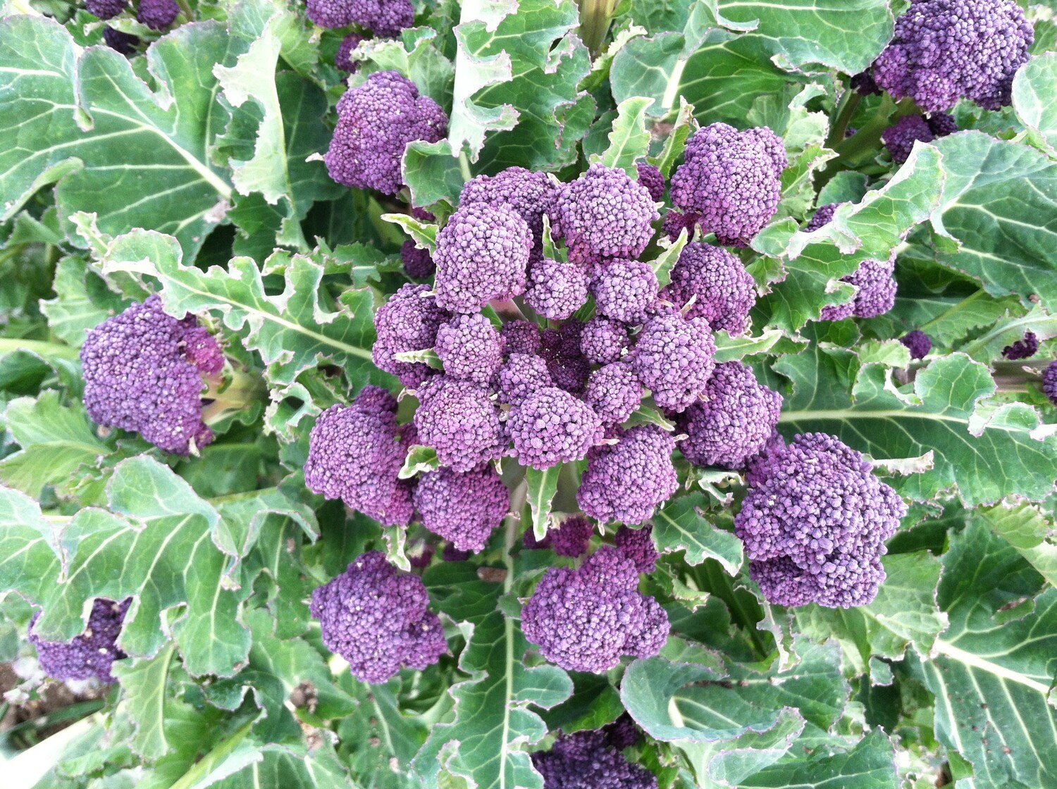 Purple Sprouting Broccoli - 4&quot;