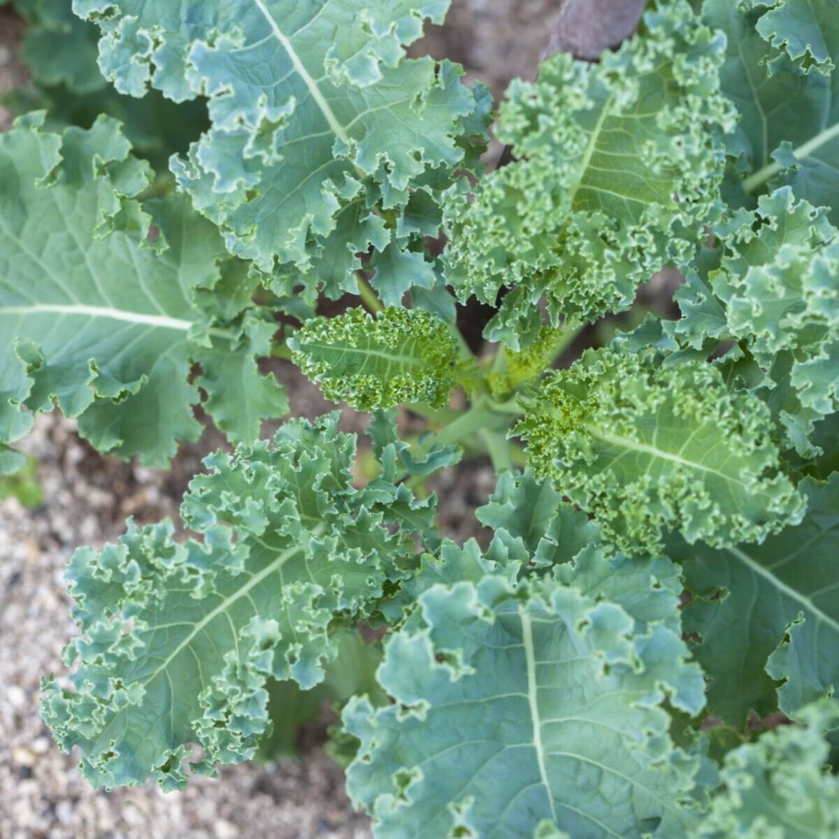 Kale &#39;Siberian&#39; OG - 6pk 