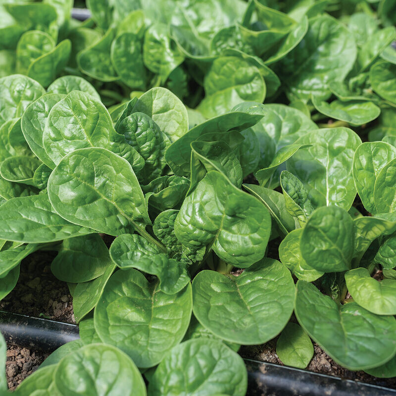 Spinach &#39;Sunangel&#39; - 4&quot;