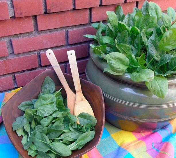 Spinach &#39;Little Hero&#39; - 4&quot;