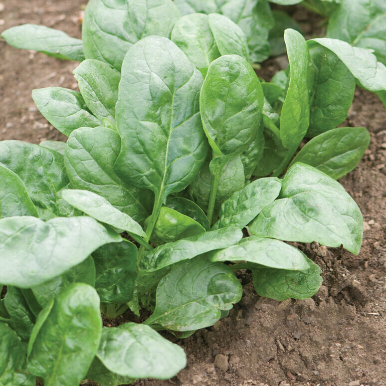 Spinach &#39;Corvair&#39;- 6pk