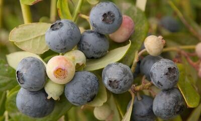 Blueberry 'Sunshine Blue' - 1g