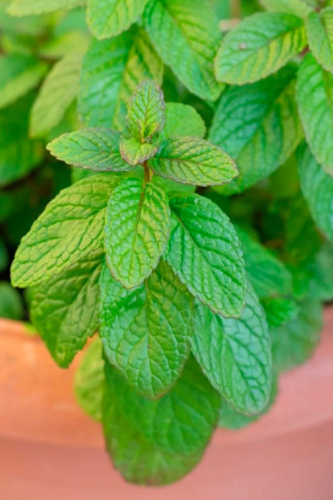 The Best Mint (Spearmint) - 4&quot;