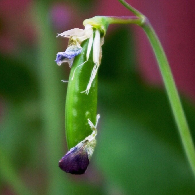 Snap Pea &#39;Magnolia Blossom&#39; - 4&quot;
