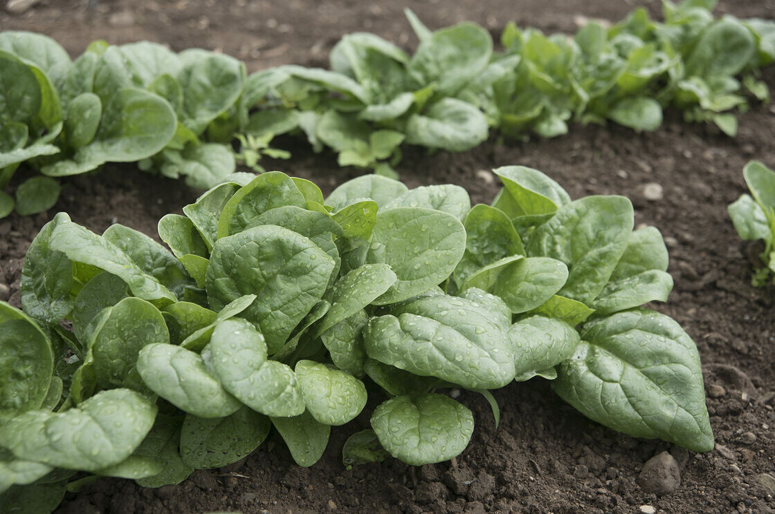 Spinach &#39;Seaside&#39; - 6pk