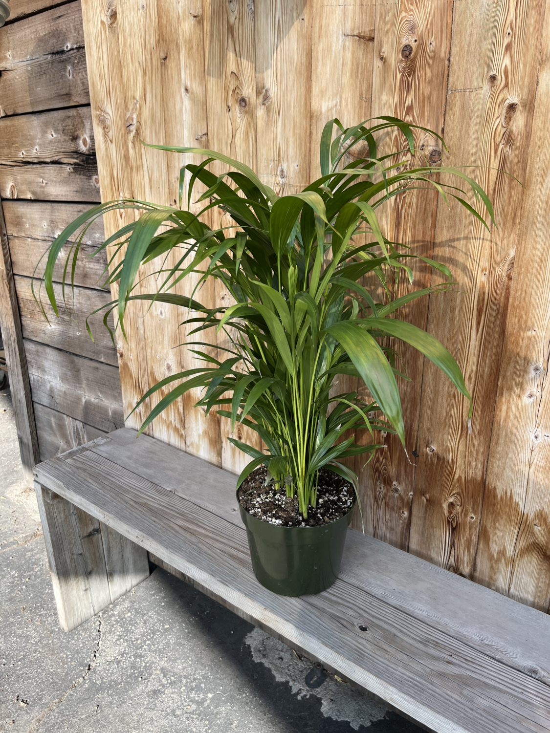 Dypsis lutescens (Areca Palm) - 8&quot;