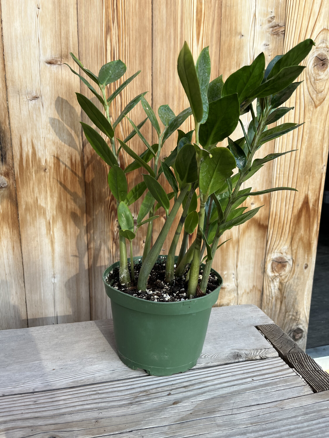 Zamioculcas zamiifolia (ZZ / Eternity Plant) - 6&quot;