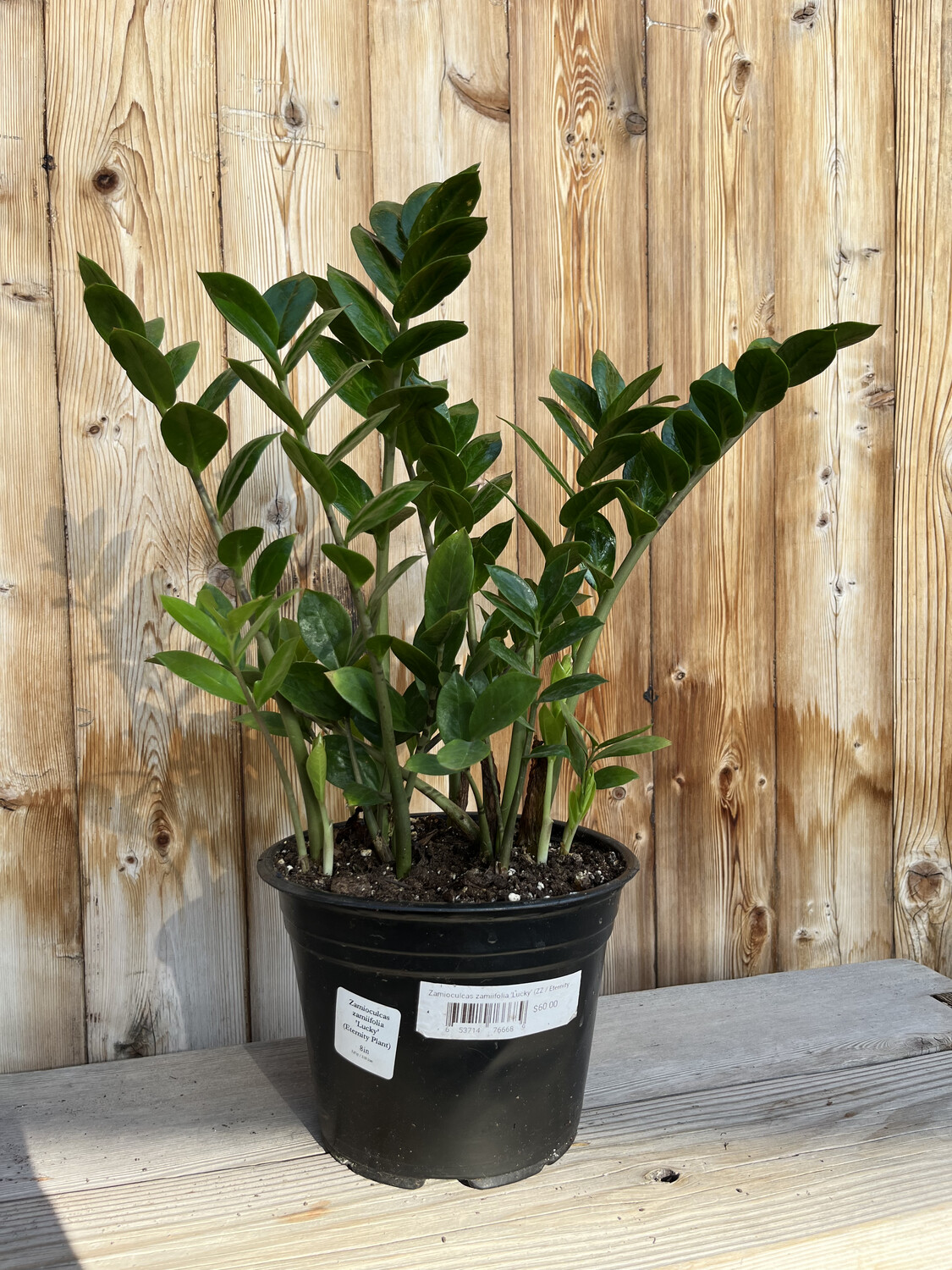 Zamioculcas zamiifolia &#39;Lucky&#39; (ZZ / Eternity Plant) - 8&quot;