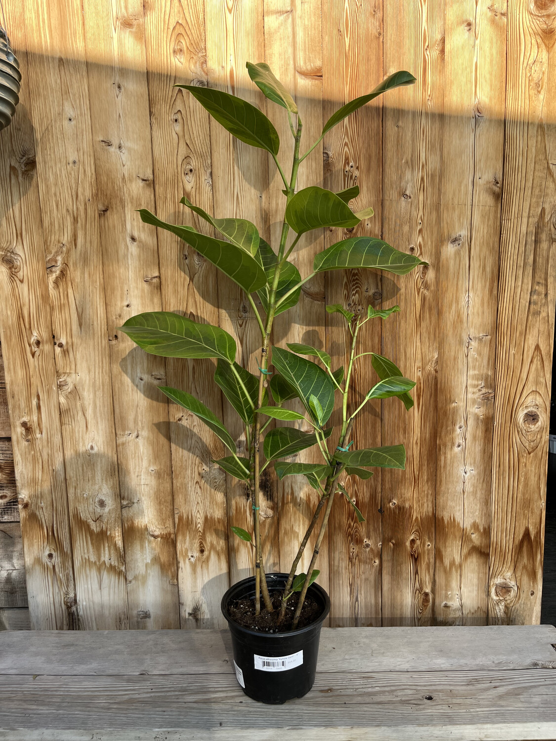 Ficus altissima &#39;Yellow Gem&#39; - 8&quot;