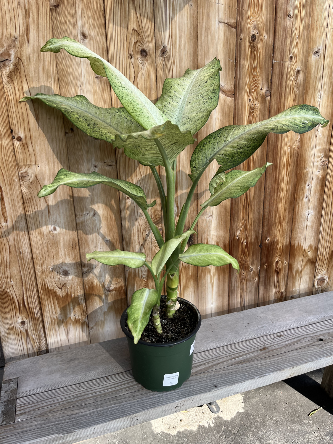 Dieffenbachia camouflage - 8&quot;
