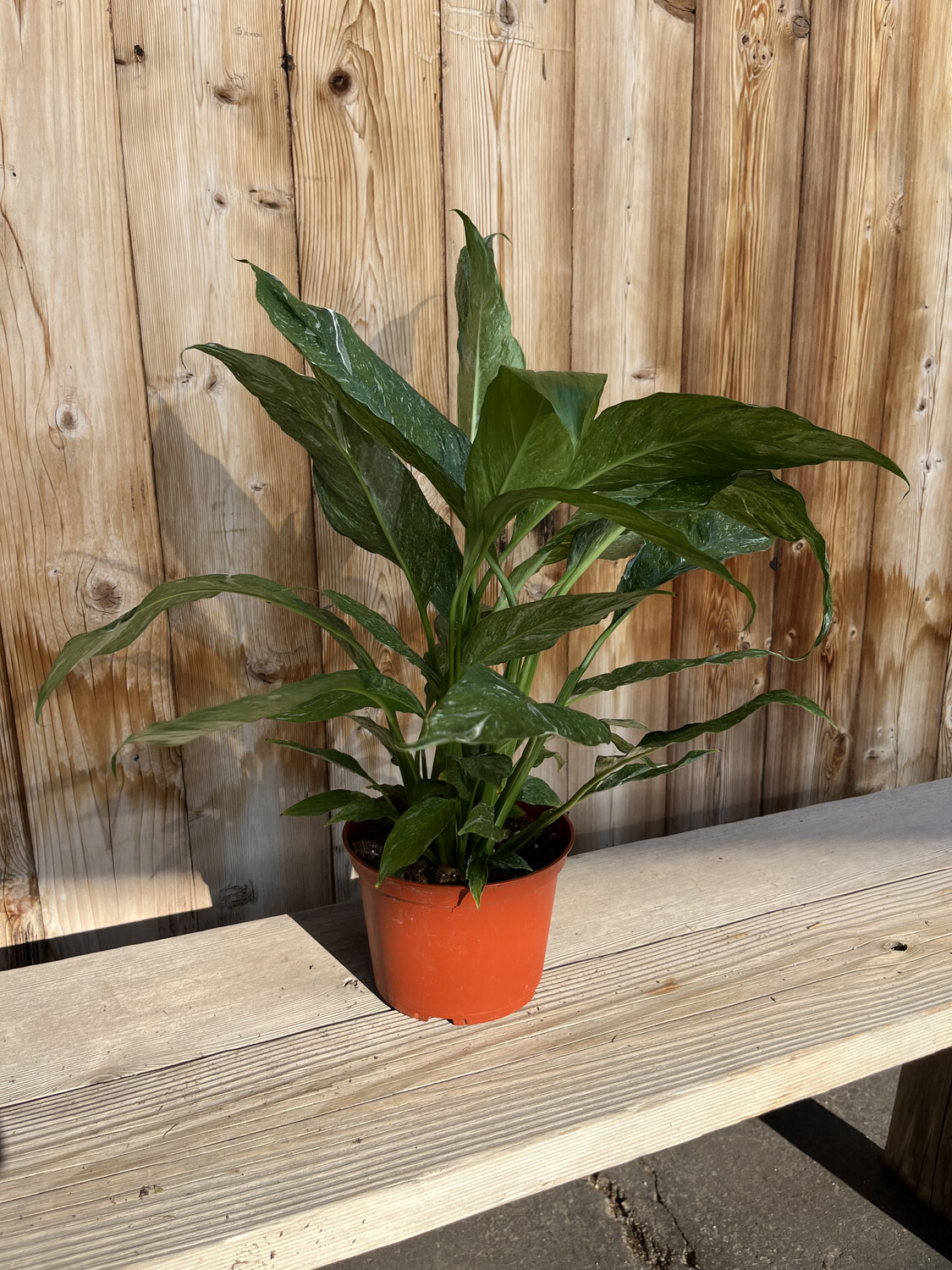 Spathiphyllum &#39;Domino&#39; (Peace Lily) - 6&quot;