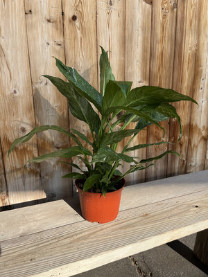 Spathiphyllum &#39;Domino&#39; (Peace Lily) - 6&quot;
