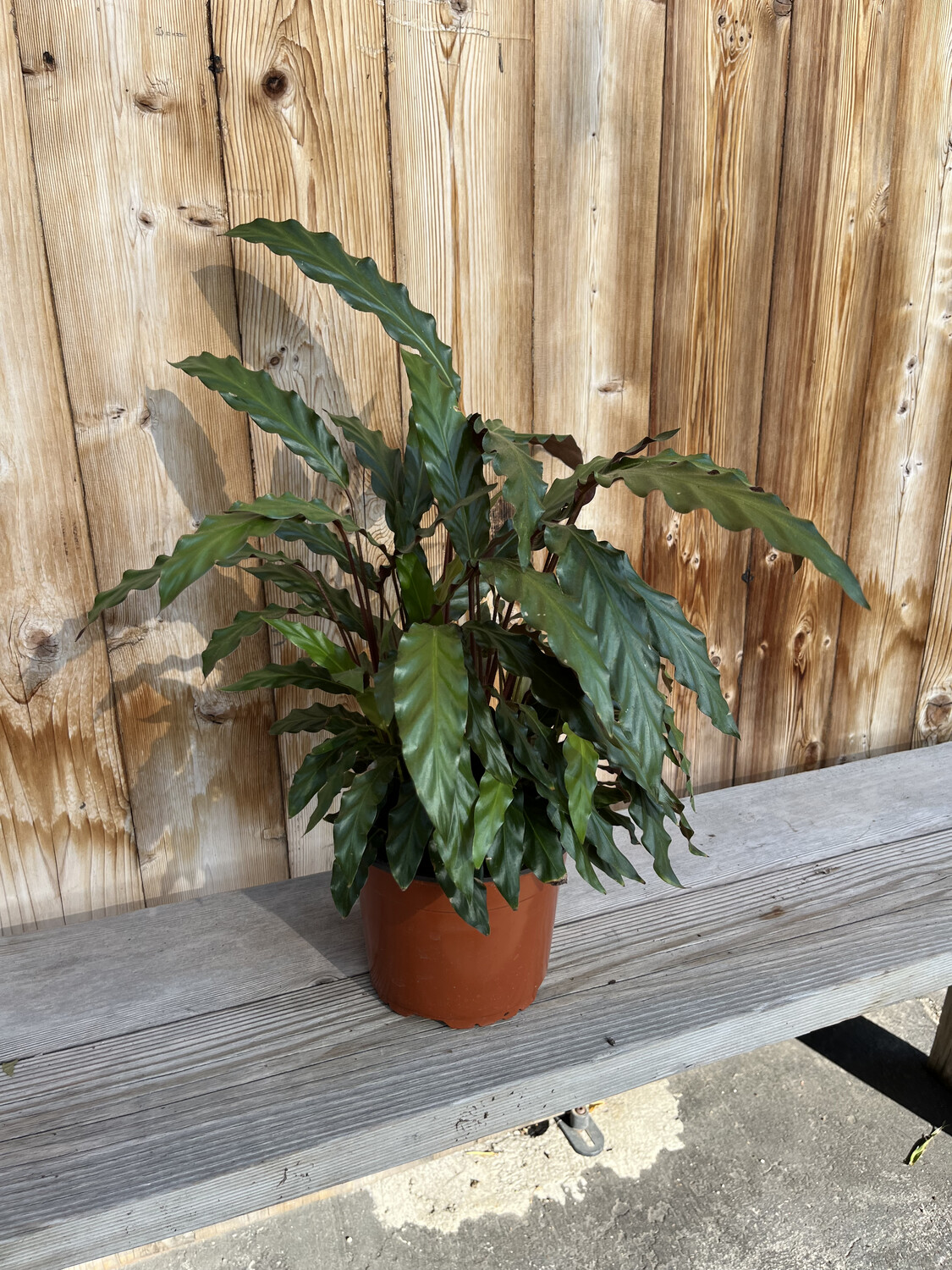 Calathea &#39;Rufibarba&#39; - 6&quot;