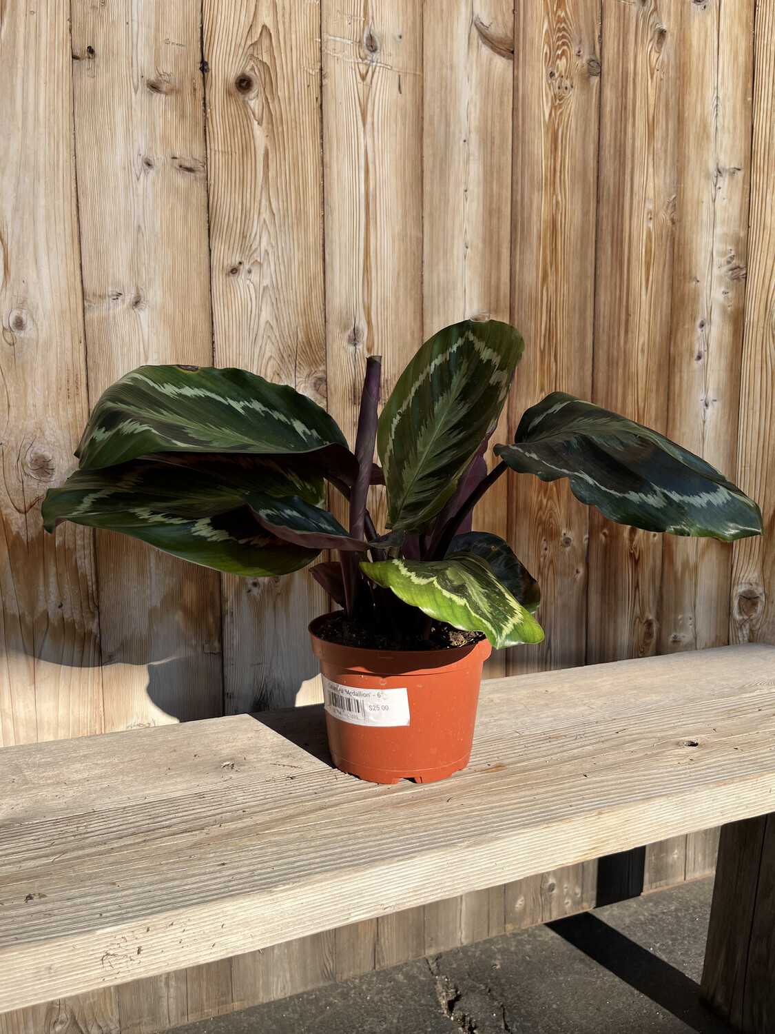Calathea &#39;Medallion&#39; - 6&quot;