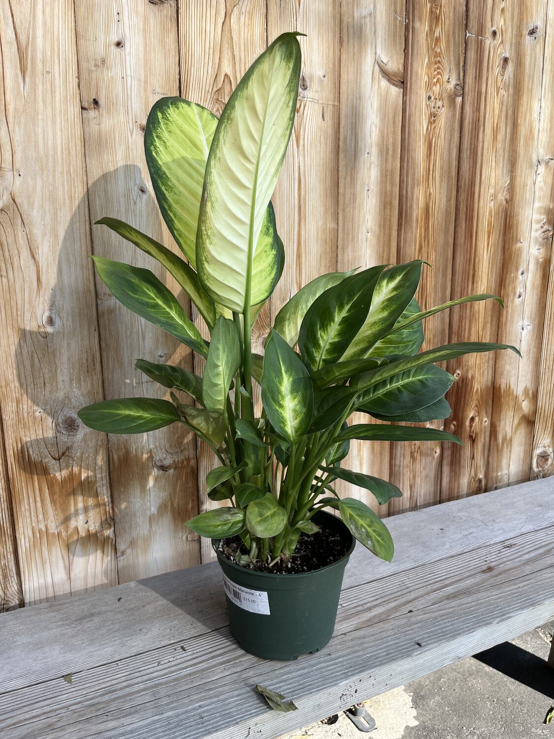 Dieffenbachia &#39;Tropic Marianne&#39; - 6&quot;