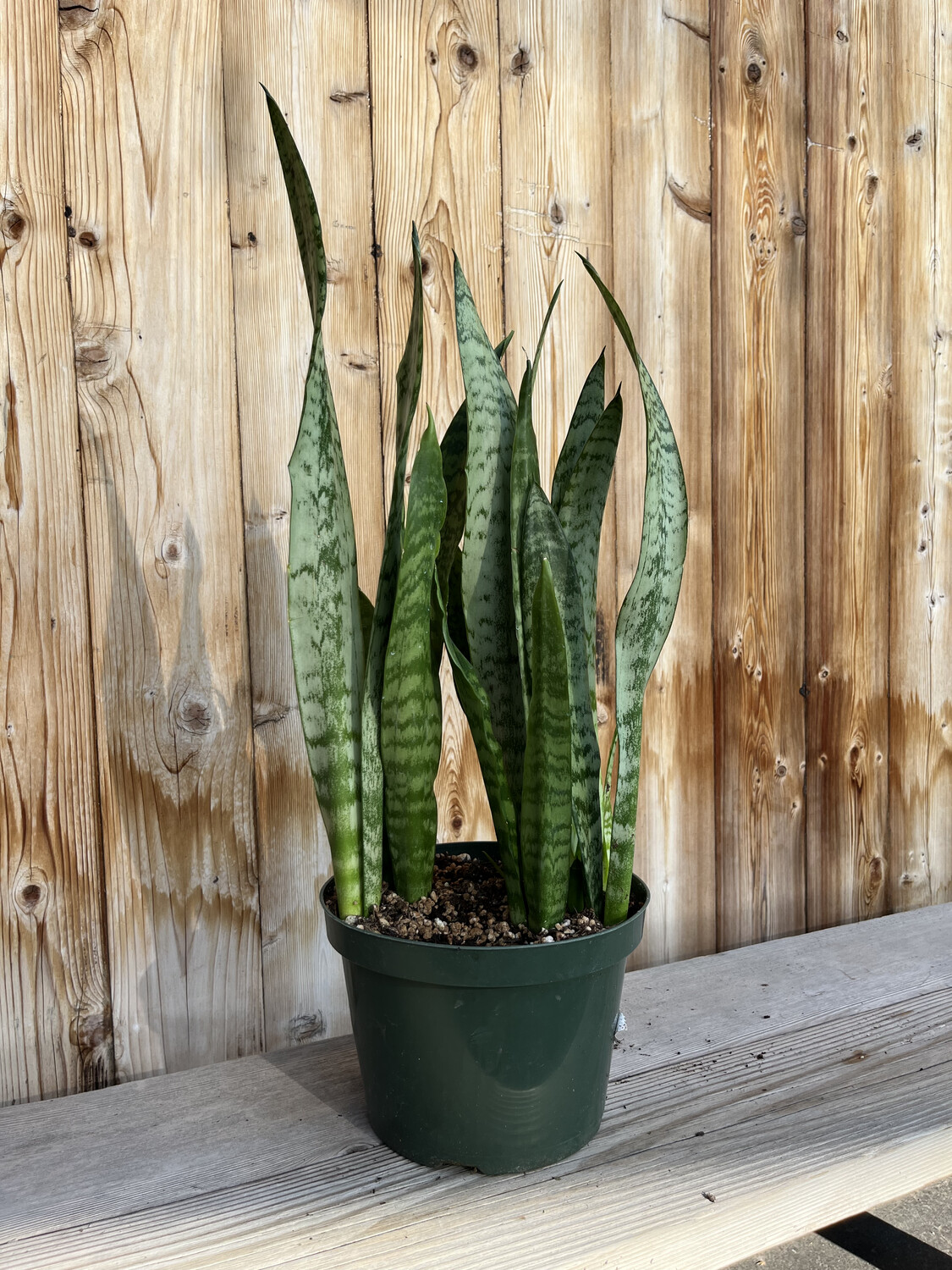 Sansevieria trifasciata &#39;Black Coral&#39; (Snake Plant) - 8&quot;