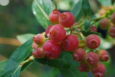 Blueberry 'Pink Lemonade' - 1g