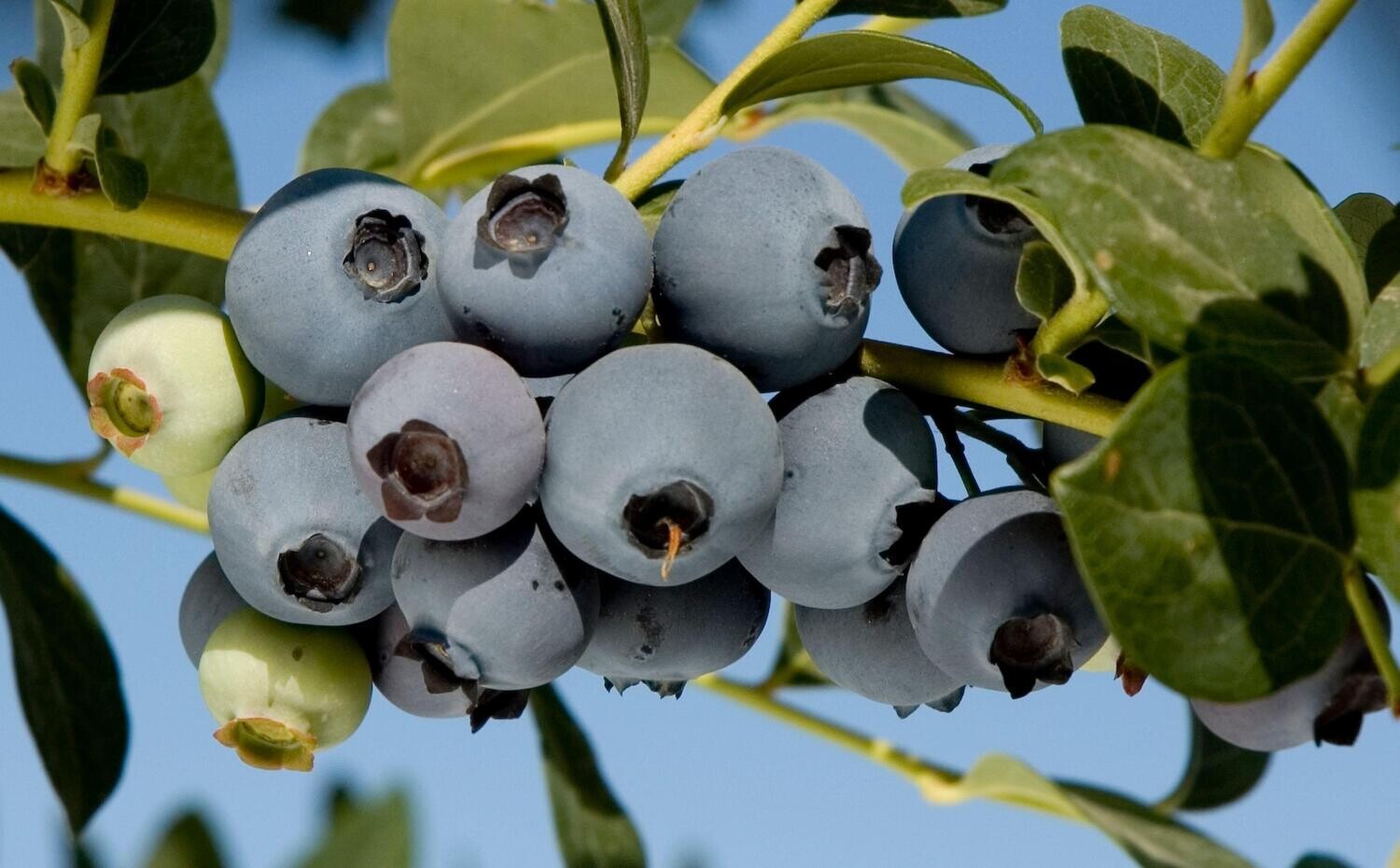 Blueberry &#39;O&#39;Neal&#39; - 1g