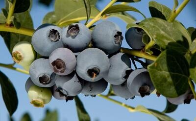 Blueberry 'O'Neal' - 1g