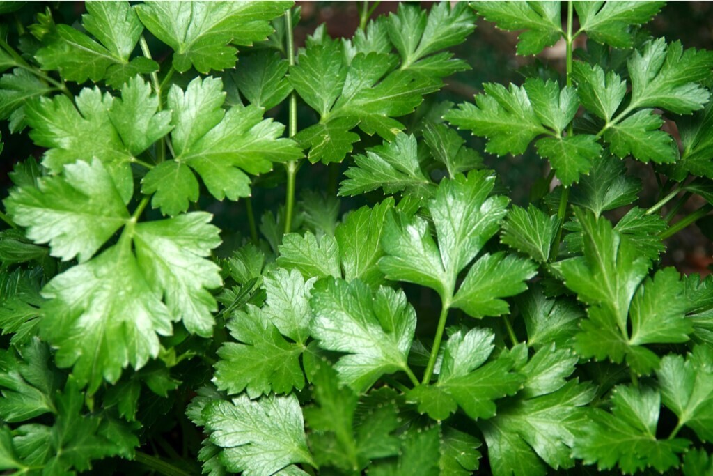 Parsley &#39;Italian&#39; - 4&quot;