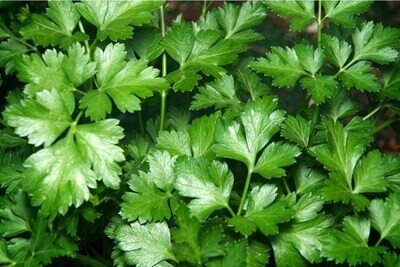 Parsley &#39;Italian&#39; - 4&quot;