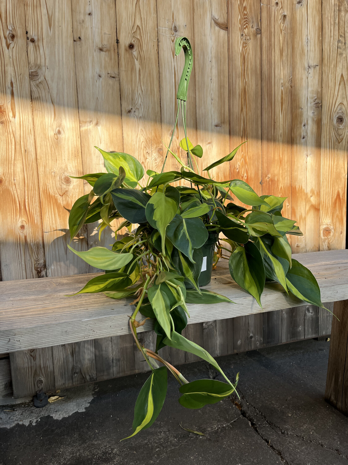 Philodendron cordatum &#39;Brasil&#39; - 6&quot;