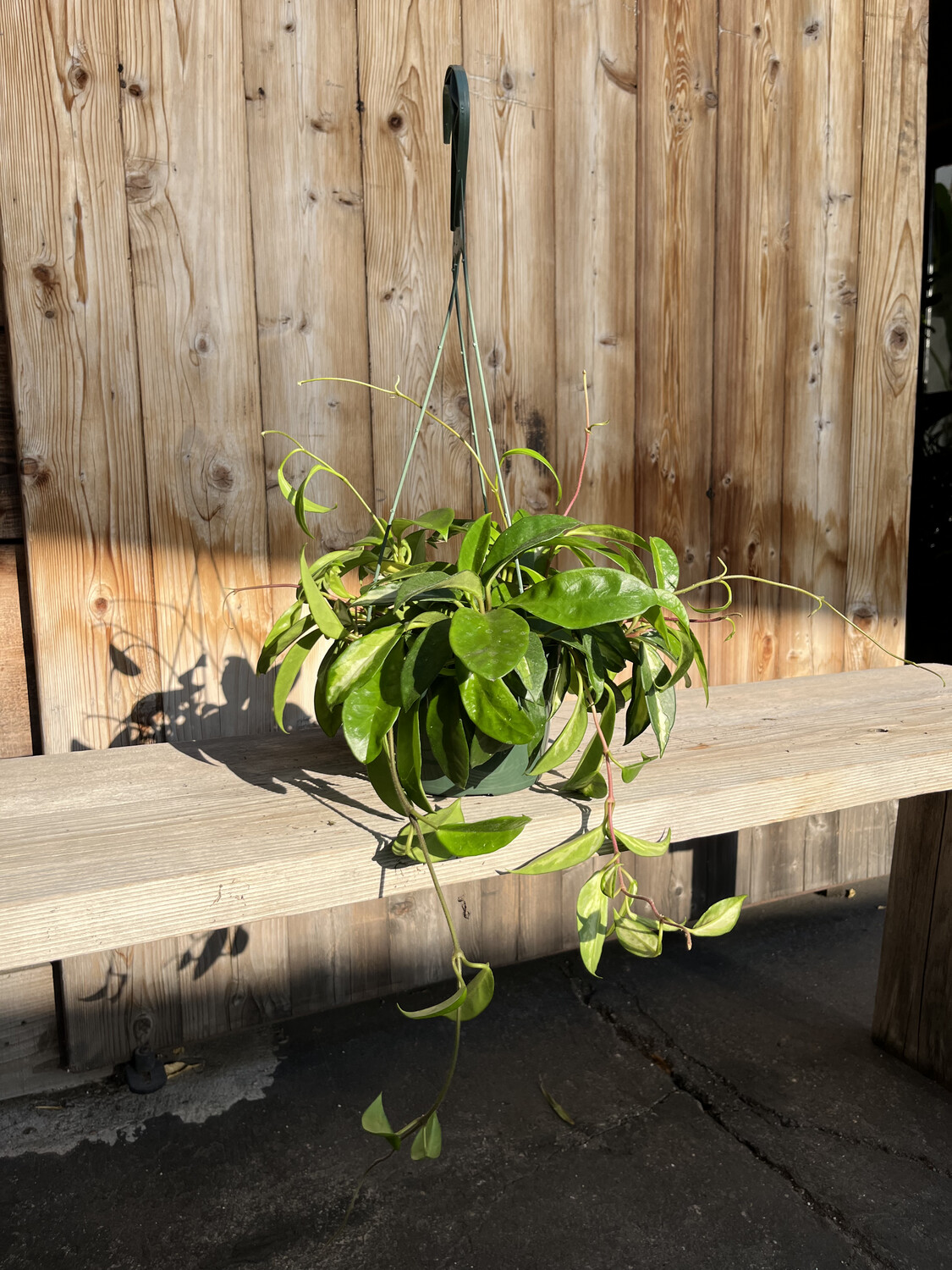 Hoya carnosa &#39;Tricolor&#39; (Wax Plant) - 6&quot;