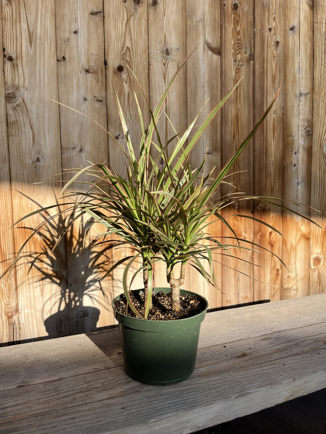 Dracaena Marginata &#39;Bicolor Cane&#39; - 6in