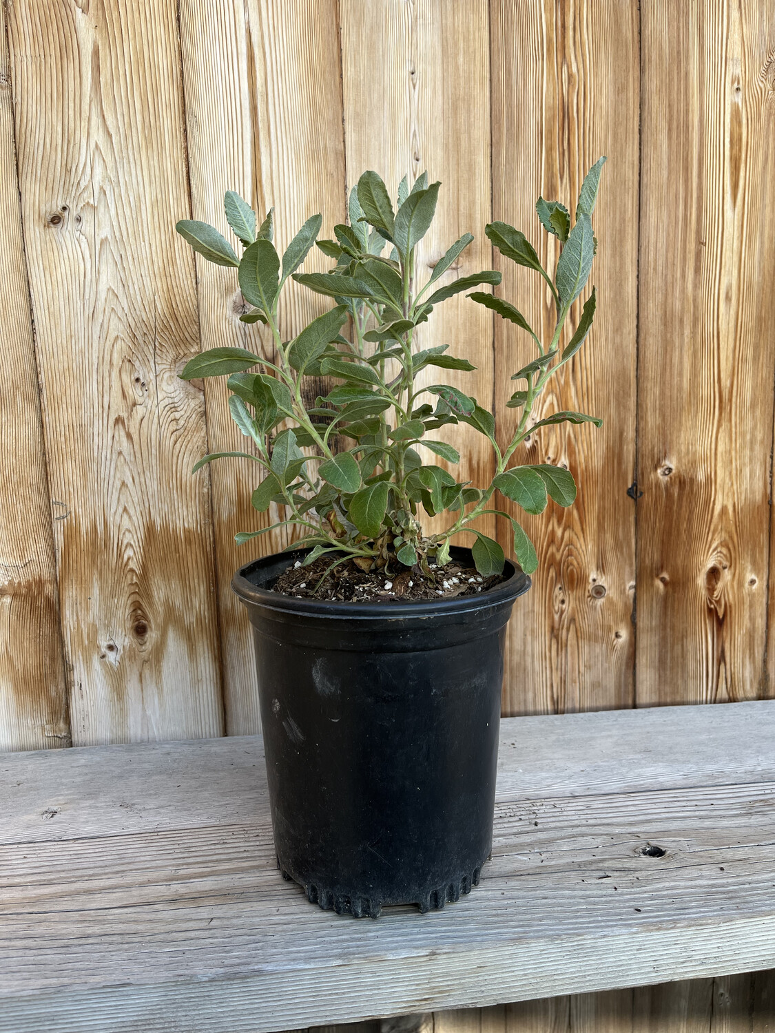 Eriogonum cinereum (Ashyleaf Buckwheat)  - 1g
