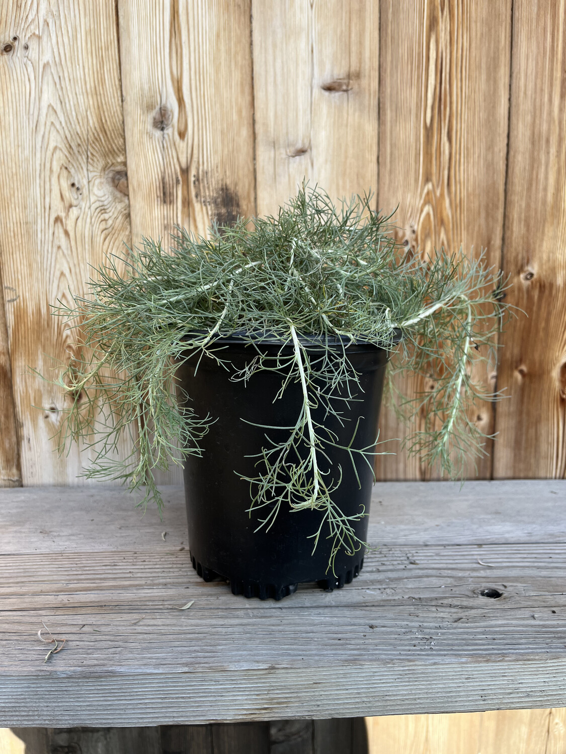 Artemisia californica &#39;Canyon Gray&#39; (Sagebrush) - 1g