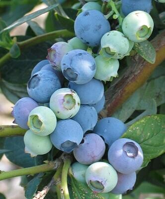 Blueberry 'Misty' - 1g