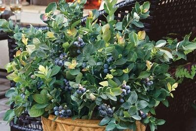 Blueberry 'Peach Sorbet' - 1g