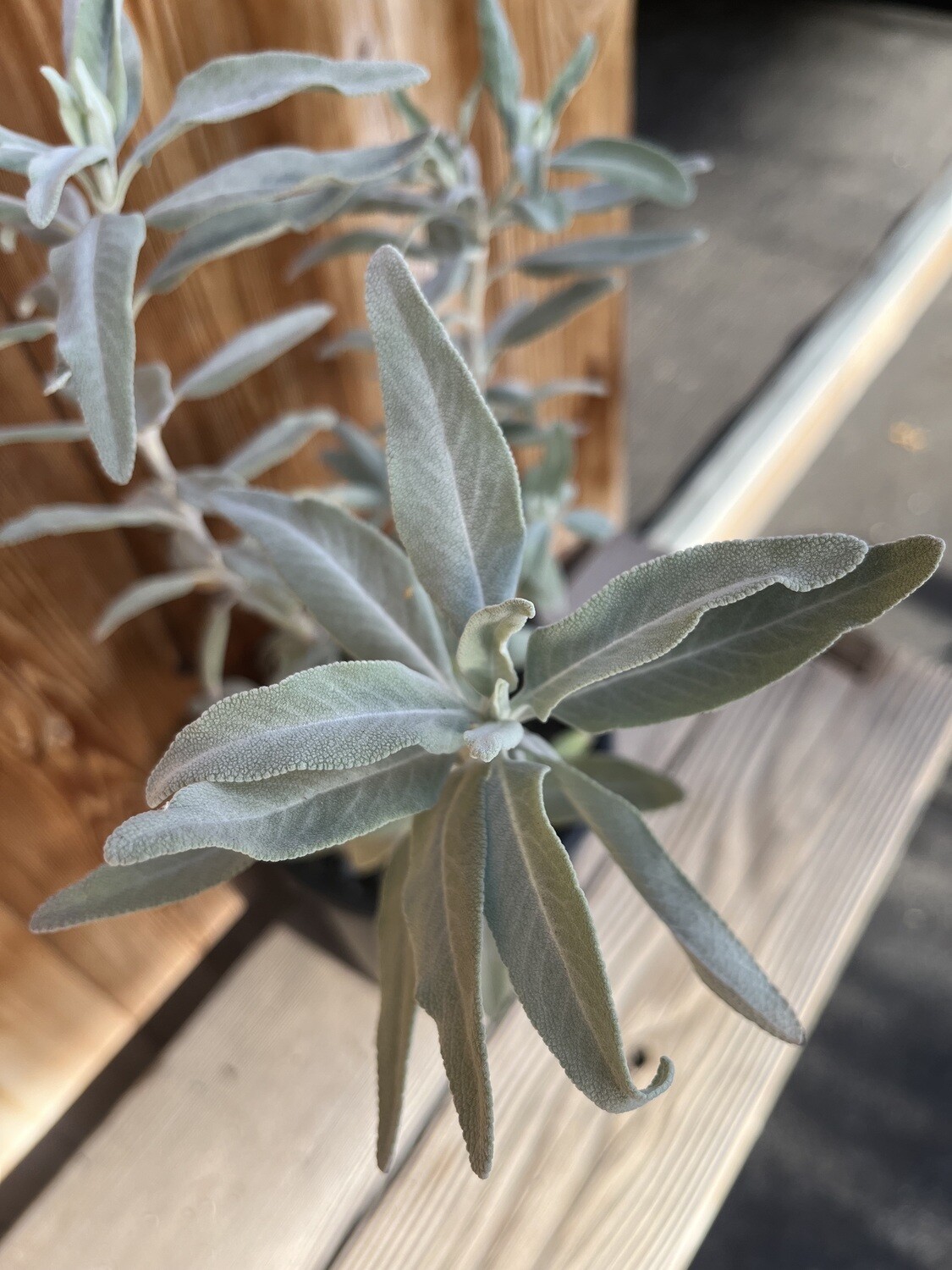 Salvia &#39;Desperado&#39; - 1g