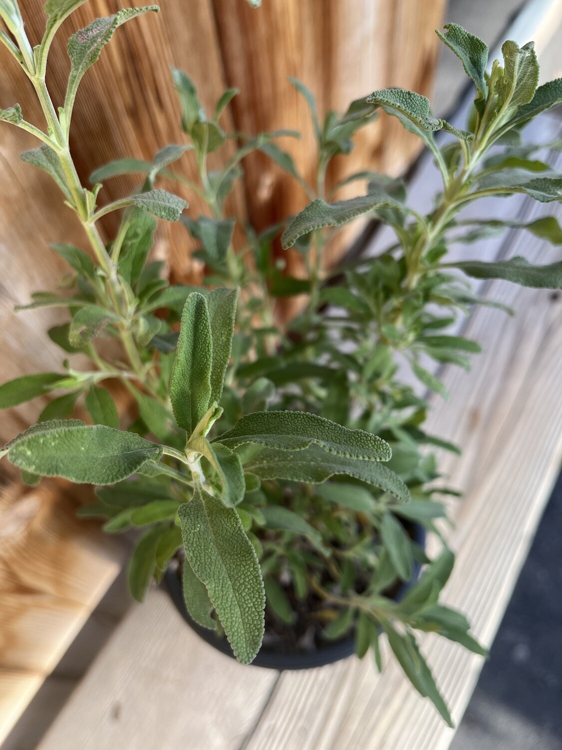Salvia &#39;Pozo Blue&#39; - 1g