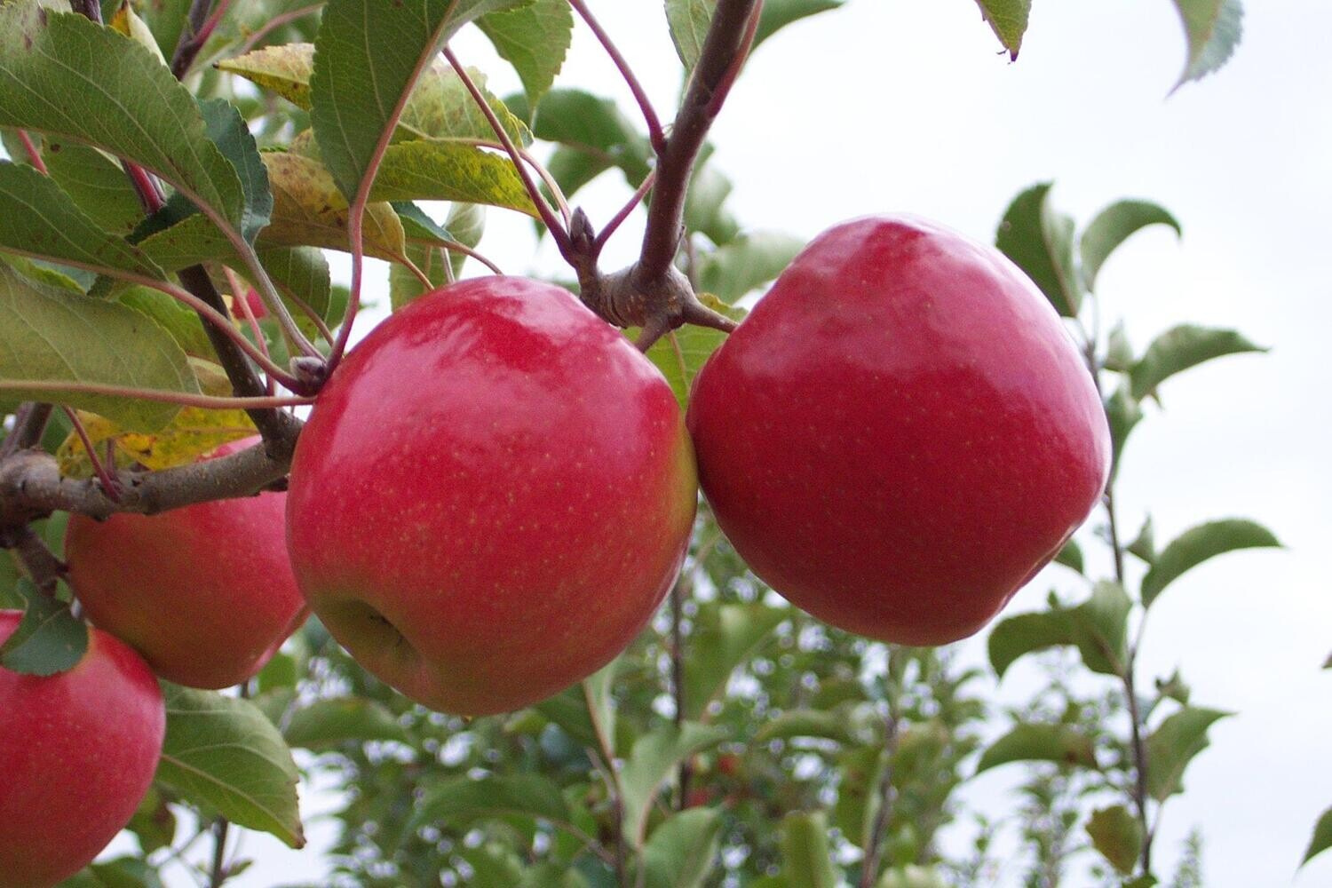 Apple &#39;Pink Lady&#39; - Bare Root