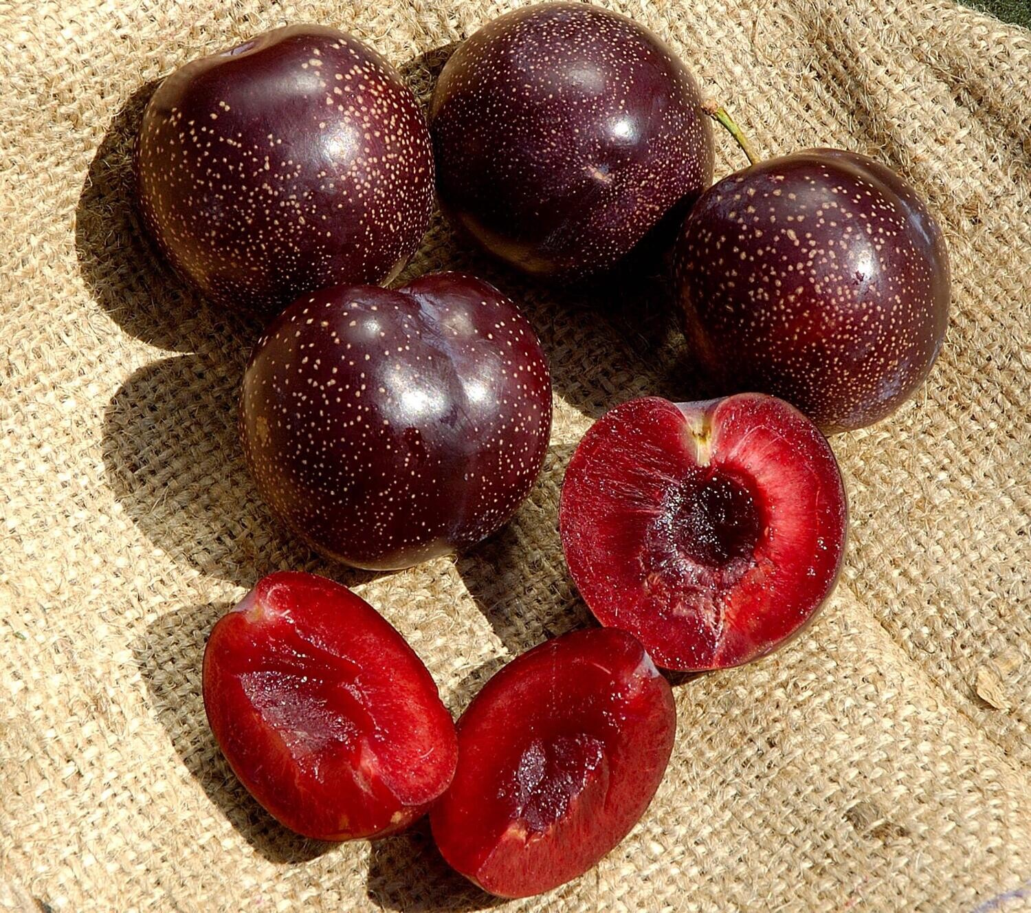 Plum &#39;Burgundy&#39; - Bare Root