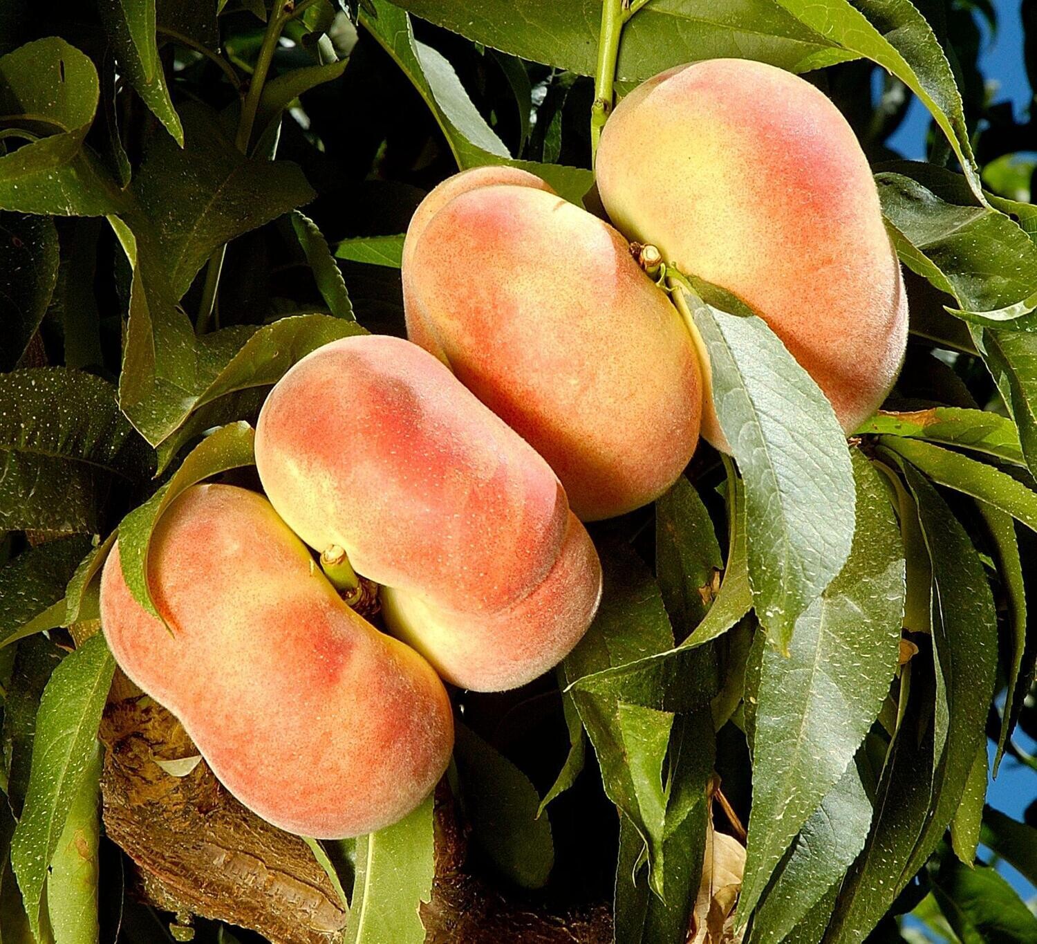 Peach &#39;Donut Stark Saturn&#39; - Bare Root