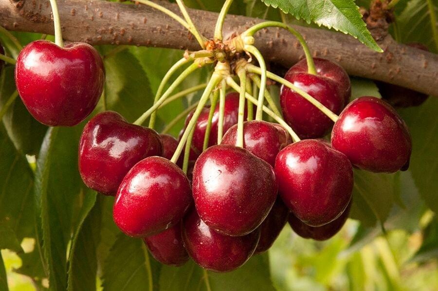 Cherry &#39;Royal Crimson&#39; - Bare Root