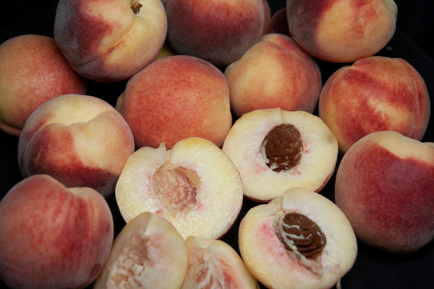 Peach &#39;Snow Babe&#39; Miniature White - Bare Root