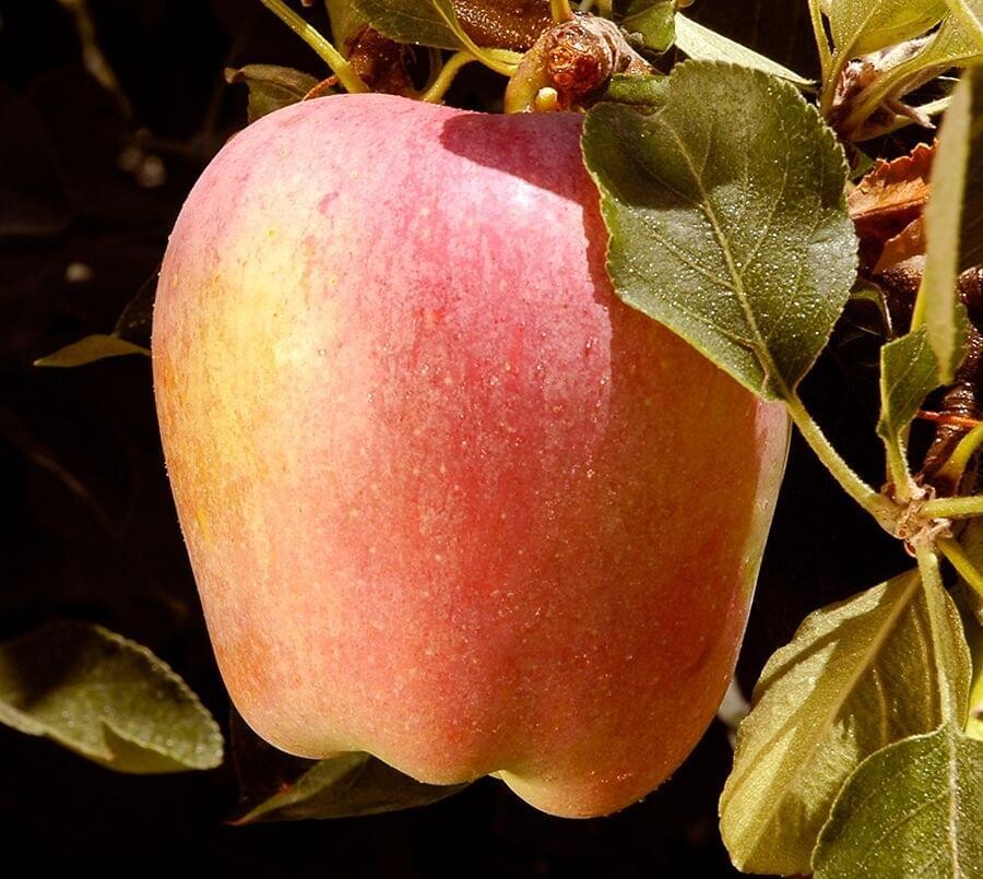 Apple &#39;Anna&#39; - Bare Root