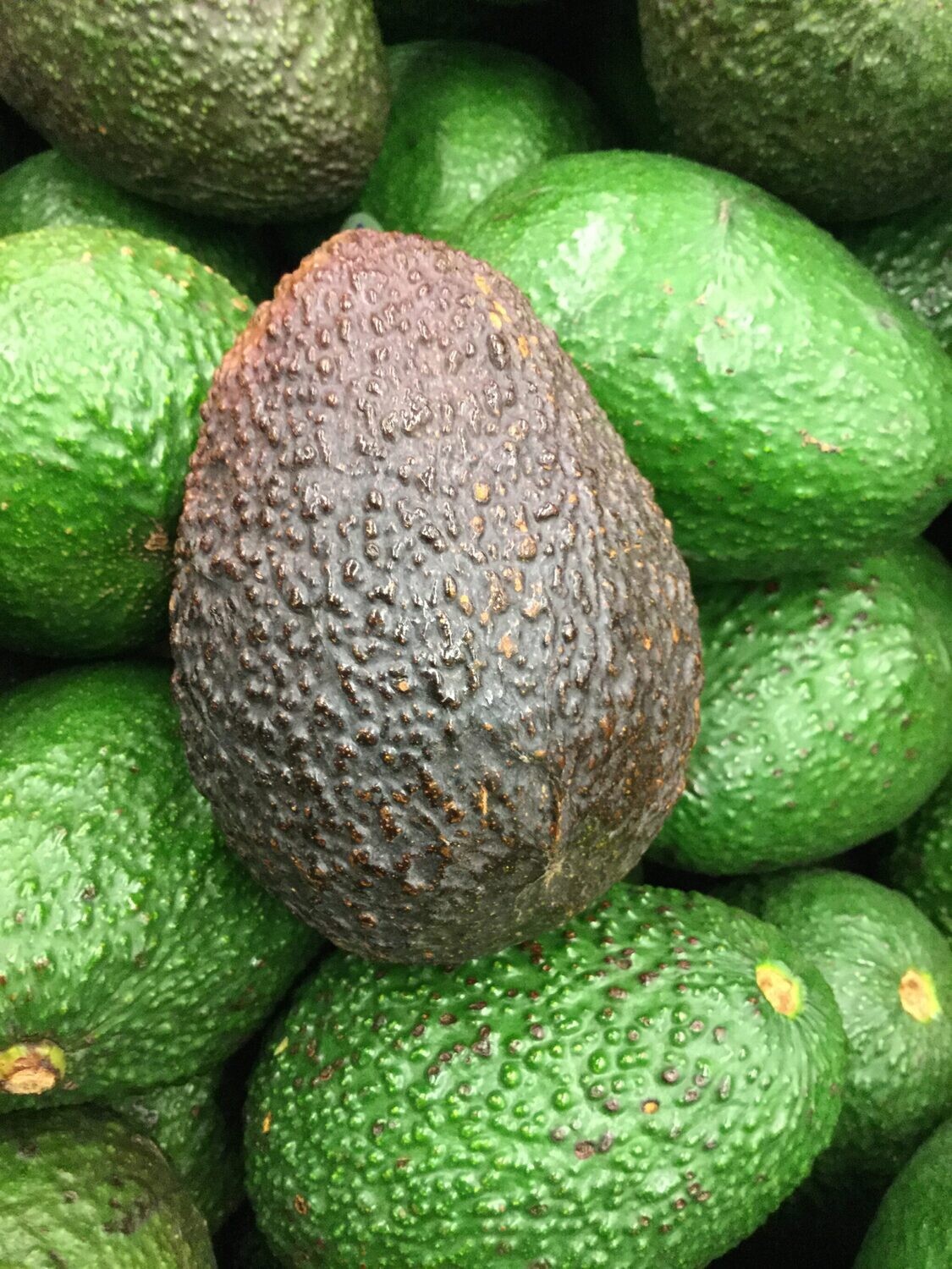 Hass Avocado - 15 gal