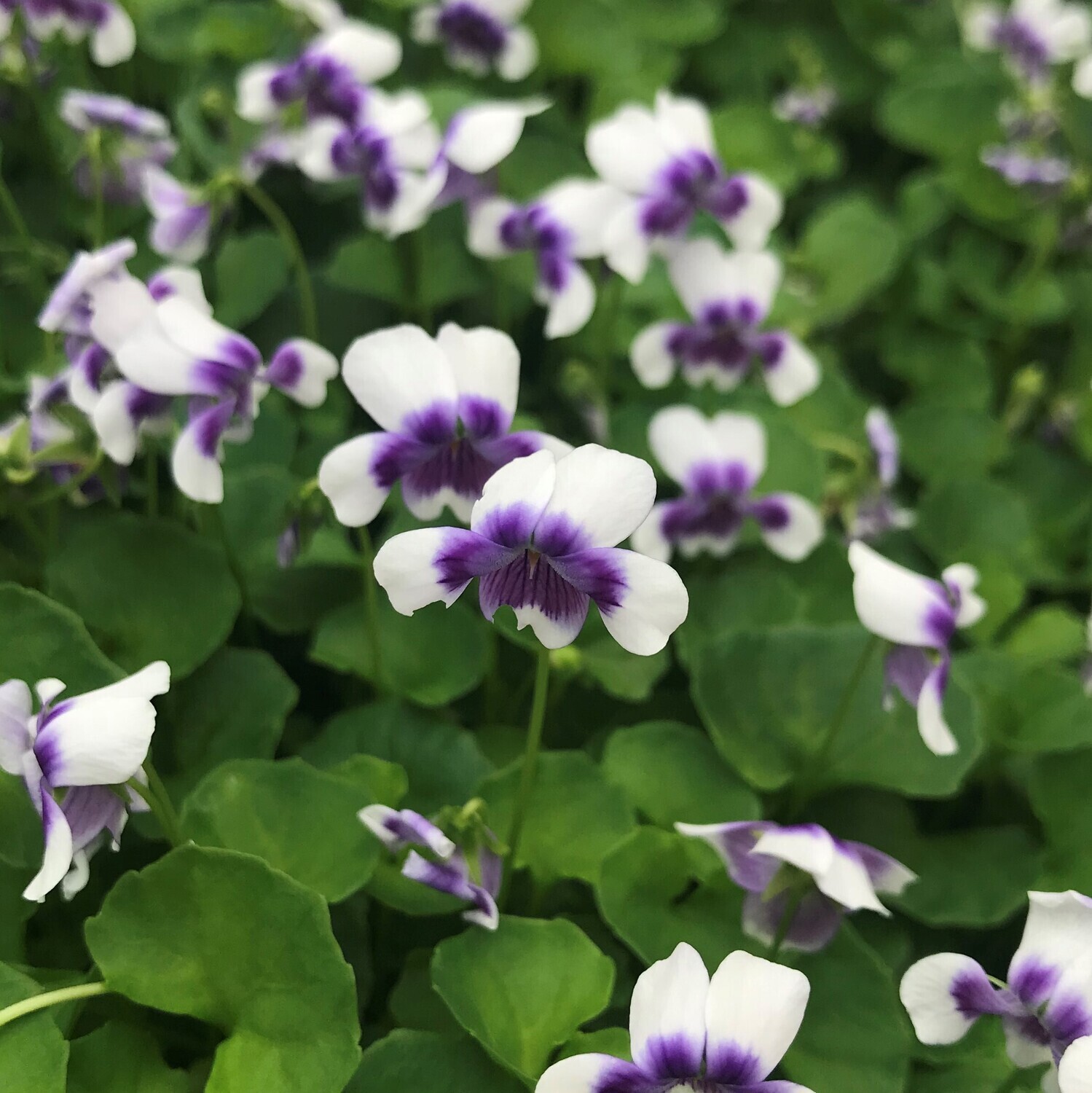 Viola hederacea (Australian Violet)