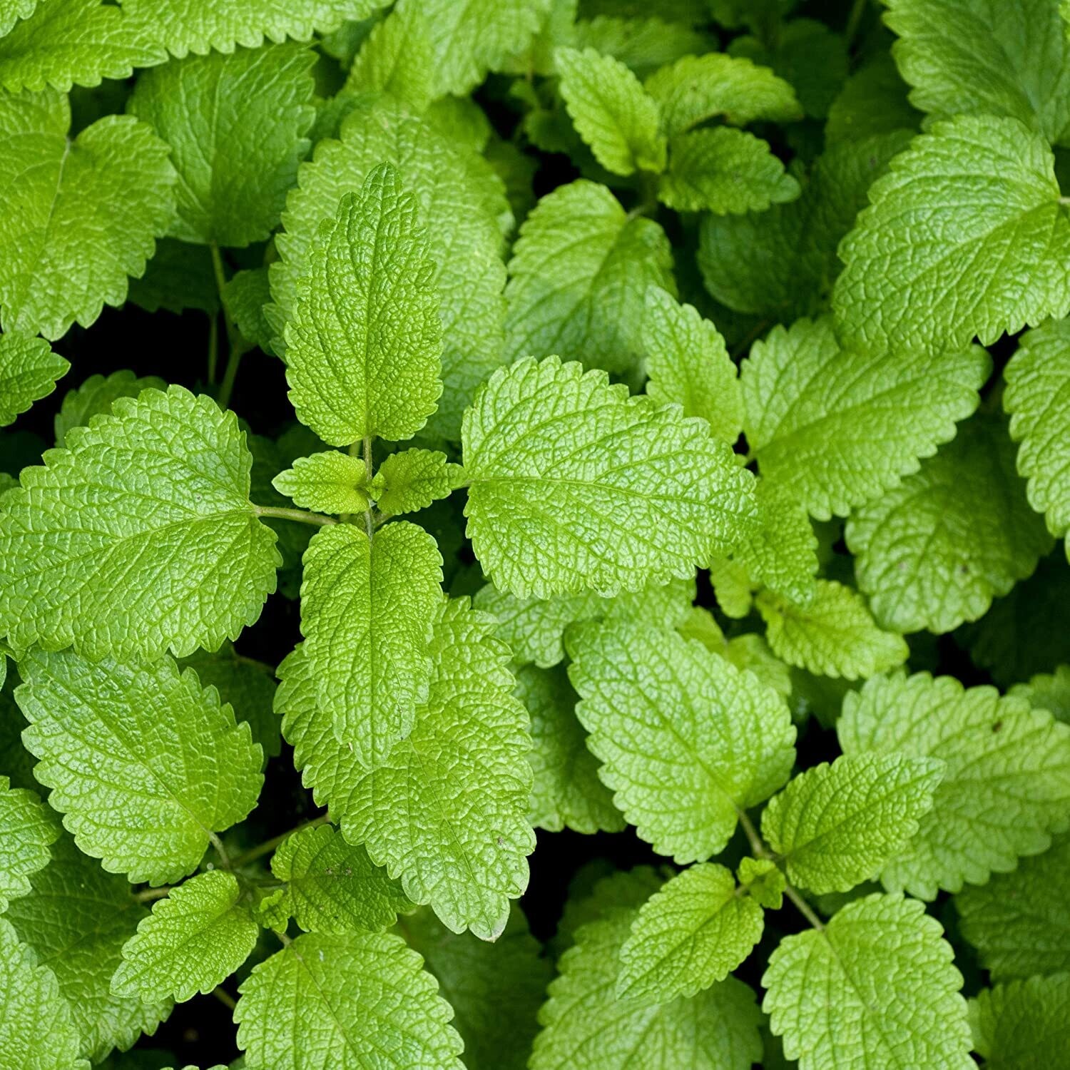 Lemon Balm OG - 4&quot;