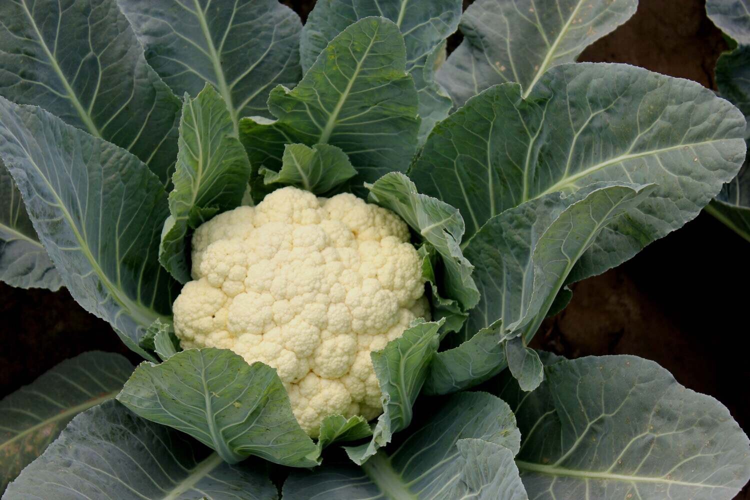 Cauliflower &#39;Snowball&#39; - 6pk
