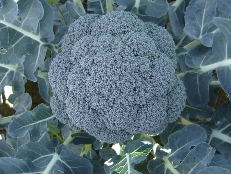 Broccoli &#39;Marathon&#39; - 6pk