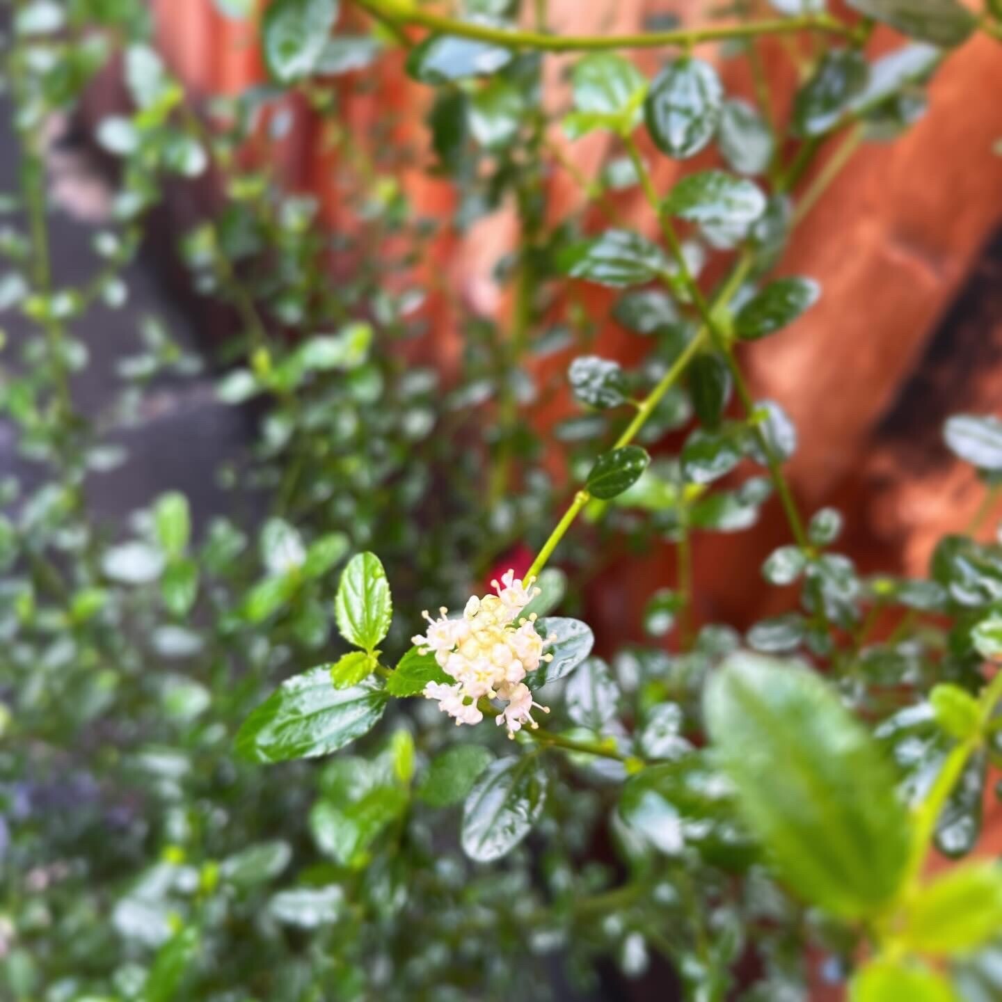 Ceanothus thyrsiflorus (California Lilac) &#39;Snow Flurry&#39; - 5g