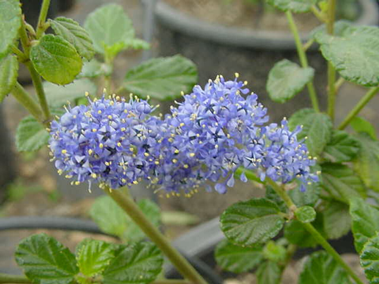 Ceanothus &#39;Frosty Blue&#39; - 5g