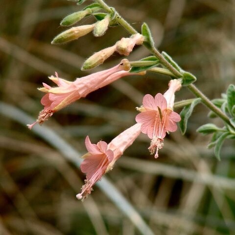 Zauschneria canum &#39;Marin Pink&#39; (Epilobium) - 1g