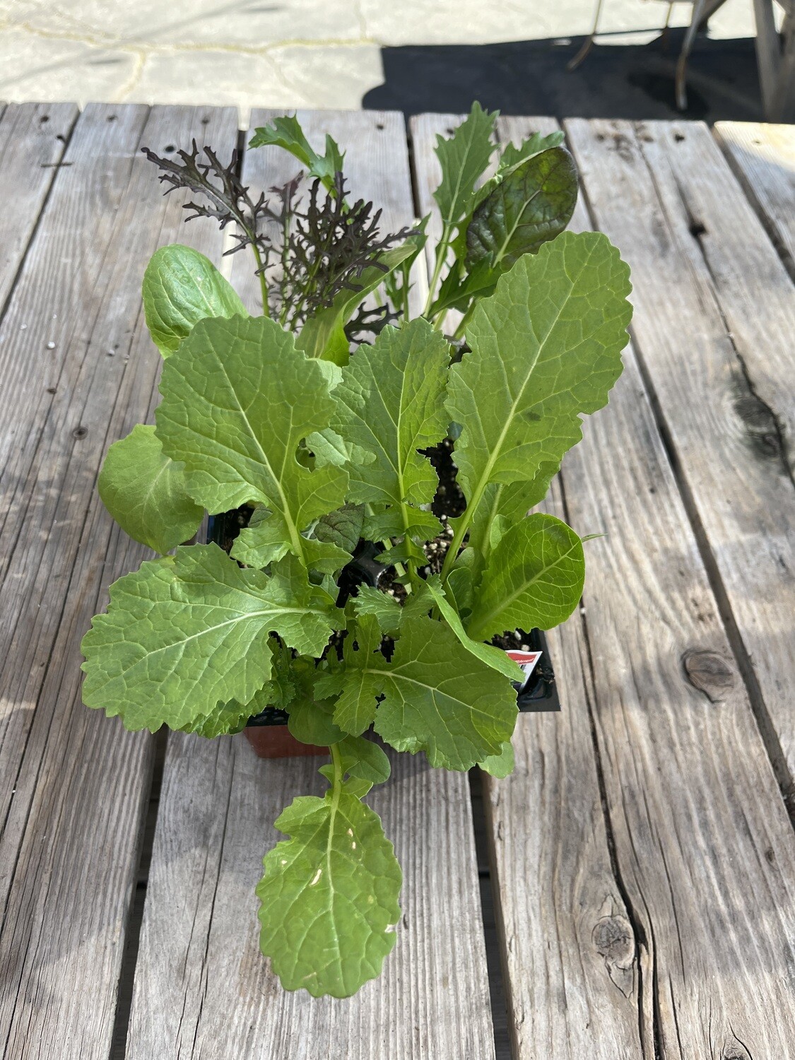 Lettuce &#39;Gourmet Salad Blend&#39; - 6pk